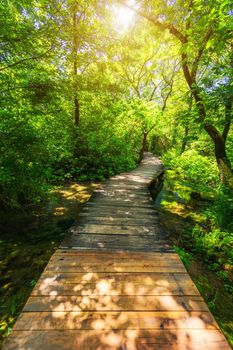 Krka national park wooden pathway in the deep green forest. Colorful summer scene of Krka National Park, Croatia, Europe. Wooden pathway trough the dense forest near Krka national park waterfalls.