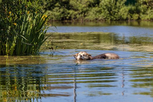 A large fluffy dog bathes in a pond from the heat. Close-up.