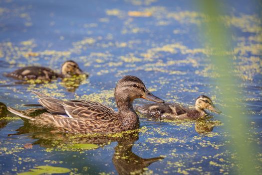 During the day, ducklings swim in the pond under the supervision of a duck.