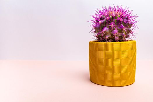 A round cactus with large purple thorns in a yellow pot. Close-up.