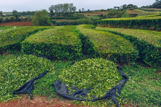 Tea plantation in Porto Formoso. Amazing landscape of outstanding natural beauty. Azores, Portugal Europe. Tea plantation on the north coast of Sao Miguel Island in the Azores, Portugal.