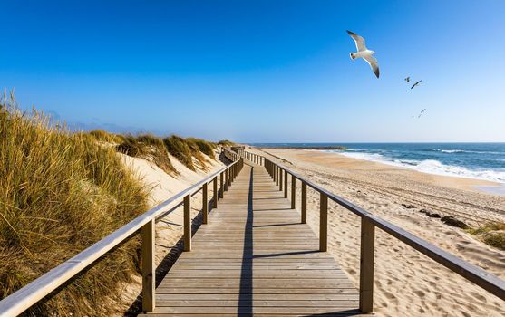 Wooden path at Costa Nova d'Aveiro, Portugal, over sand dunes with ocean view and seagulls flying over Praia da Barra. Wooden footbridge of Costa Nova beach in a sunny day. Aveiro, Portugal. 