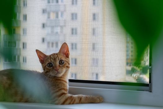 A close-up of a cute little ginger tabby kitten lies on a windowsill with a mosquito net and looks into the camera. Pet. Selective focus.
