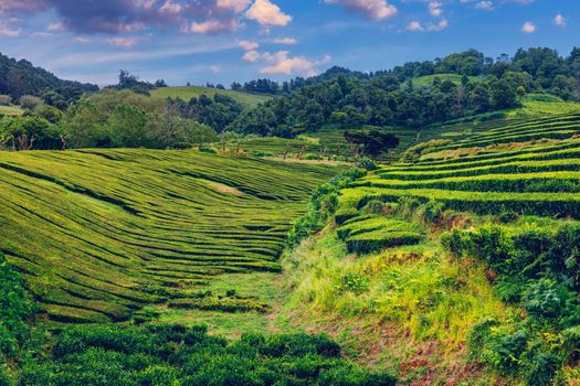 Tea plantation in Porto Formoso. Amazing landscape of outstanding natural beauty. Azores, Portugal Europe. Tea plantation on the north coast of Sao Miguel Island in the Azores, Portugal.