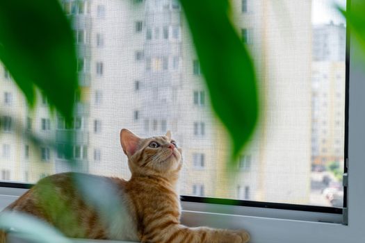 Close-up of a small cute ginger tabby kitten lying on a windowsill with a mosquito net and looking up. Pet. Selective focus.