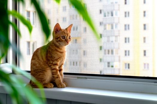 Close-up of a small cute ginger tabby kitten sitting on a windowsill with a mosquito net and looking ahead. Pet. Selective focus.