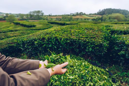 Tea plantation in Porto Formoso. Amazing landscape of outstanding natural beauty. Azores, Portugal Europe. Tea plantation on the north coast of Sao Miguel Island in the Azores, Portugal.