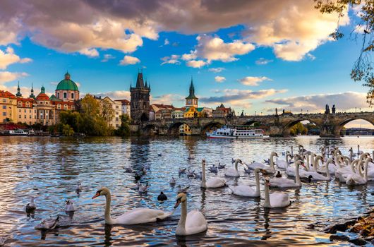 View of Prague Charles bridge near the Vltava river. Swan on the river. Swans swim in the Vltava river. Charles Bridge at sunset, Swans swim. Charles Bridge in Prague with swans in the foreground.