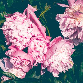 Peony flower in bloom as floral art print and botanical nature background, wedding decor and luxury branding design.