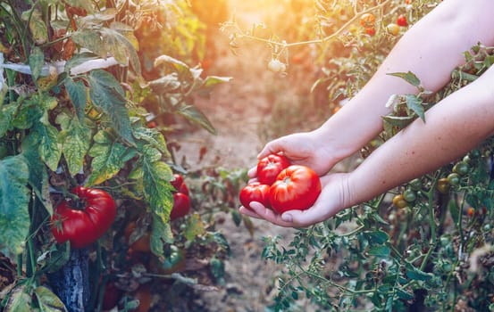 Farmers hands with freshly harvested tomatoes. Freshly harvested tomatoes in hands. Young girl hand holding organic green natural healthy food. Woman hands holding tomatoes.