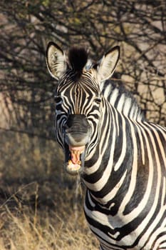 An African plains zebra (Equus quagga) appears content during a territorial discussion, Marble Hall, South Africa