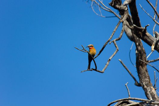 Brightly colored chest view of a white-fronted bee-eater (Merops bullockoides) on dry branch with clear blue sky, Marble Hall, South Africa