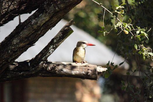 A brown-hooded kingfisher (Halcyon albiventris) sitting on cut branch at a safari lodge, Marble Hall, South Africa