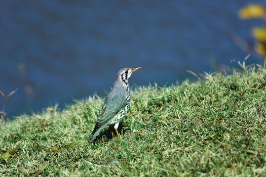 A groundscraper thrush bird (Psophocichla litsitsirupa) on a grassy riverbank, Marble Hall, South Africa