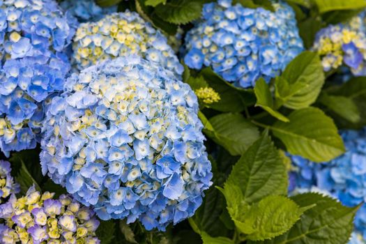 Blue and white hydrangeas in Azores islands. Azores. Portugal. Blue hydrangea from the Azores islands