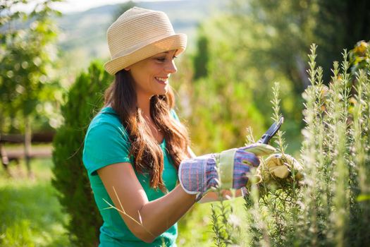 Young woman is cutting rosemary in her garden.