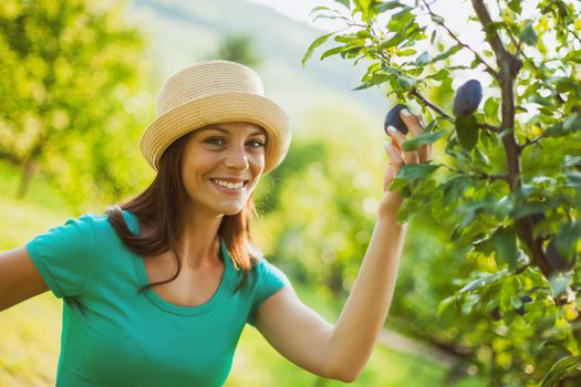 Young happy woman is checking plum fruit in her garden.