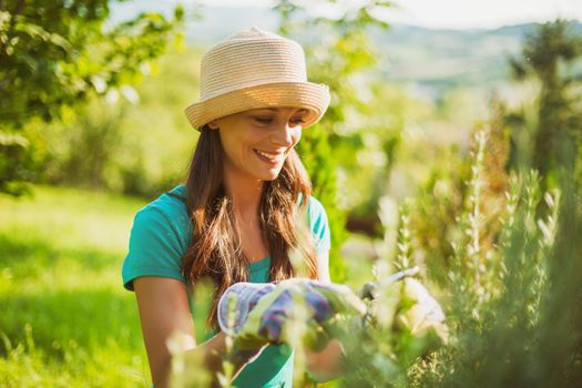 Young woman is cutting rosemary in her garden.