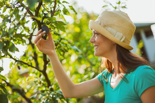 Young happy woman is checking plum fruit in her garden.