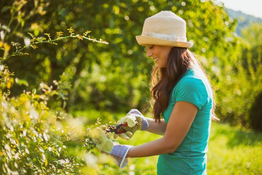 Young woman is cutting lavender in her garden.