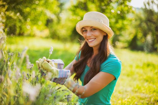 Young woman is cutting lavender in her garden.