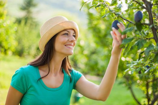 Young happy woman is checking plum fruit in her garden.