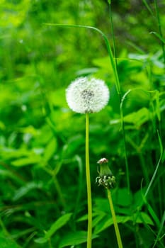 Fluffy dandelion surrounded by green grass, summer