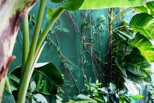 Vertical garden with tropical green leaf. Nature background