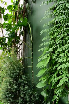 Image of green ivy on wall. Nature background