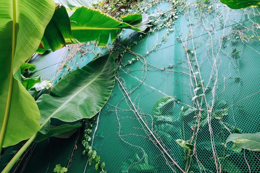 Vertical garden with tropical green leaf. Nature background