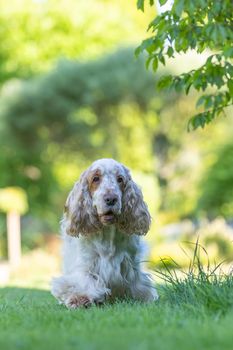 purebred Spaniel Dog Breed Is In The Grass on summer garden with afternoon sun