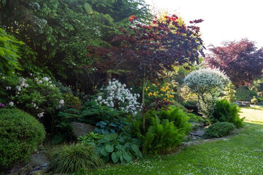 summer garden with conifer trees, green grass and flowering azalea flowers . Gardening concept.