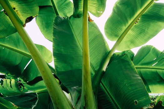 Closeup image of green banana tree leaves outdoors