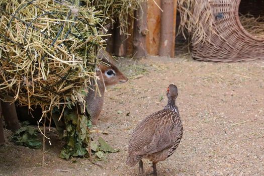 View of a small antelope and a bird