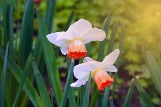 View of blooming daffodils in the park on a sunny day