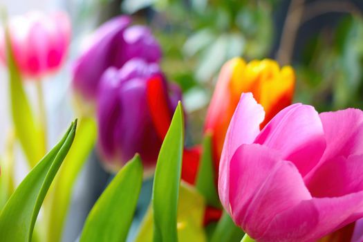 View of blooming tulips in the park in spring