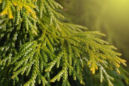 Close-up on a green young branch of a juniper