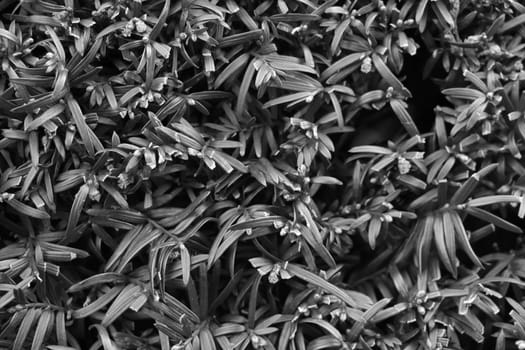 Black and white photo. The texture of the greenery in the garden