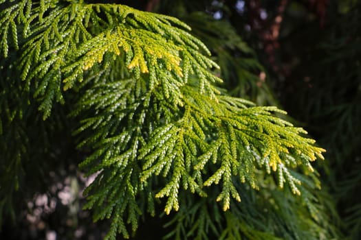 View of a green branch of a juniper in the park