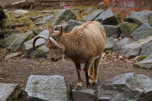 Beautiful mountain goat on a stone in the animal park