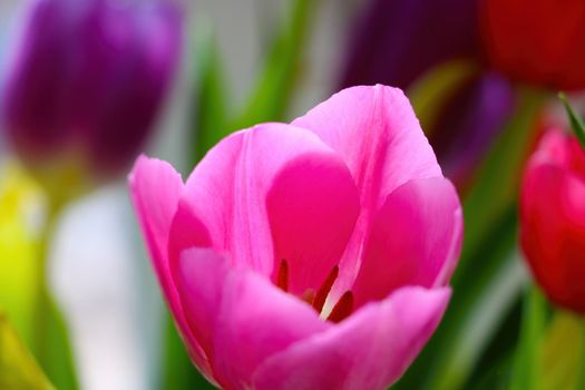 A bouquet of fresh fragrant blooming tulips. Congratulations on a holiday or birthday