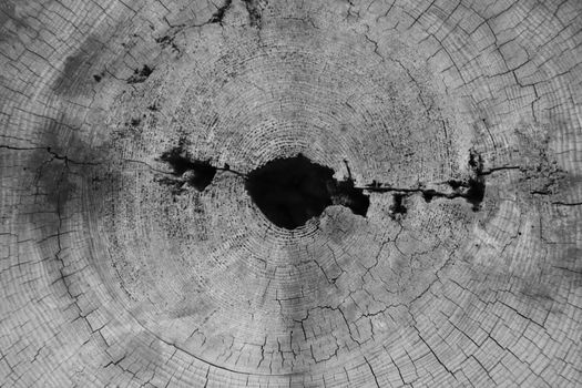 Top view of a cut of a tree, background, wood texture