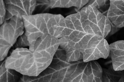 Out of focus, blurred background. Black and white photo of greenery in the garden