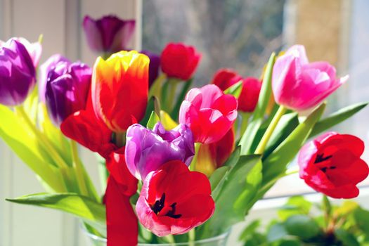 A bouquet of fresh fragrant blooming tulips. Congratulations on a holiday or birthday