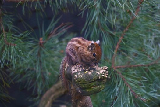 The squirrel sits on a tree branch and eats a nut