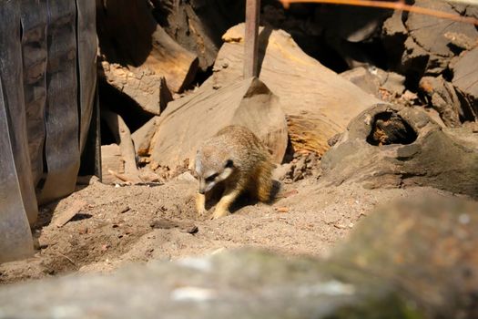 Close-up of a meerkat digging a hole in the sand