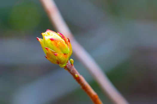 Close-up view of a blossoming bush branch in the park