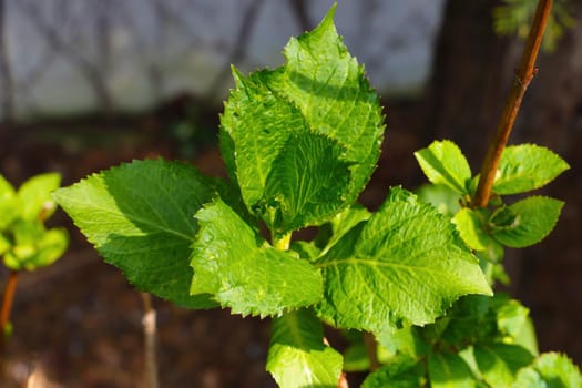 Blooming young green bush in the garden