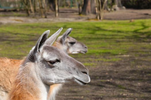 Close-up on beautiful llamas in the park