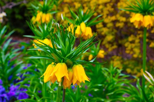 Nice view of the yellow imperial hazel grouse blooming in the park or garden